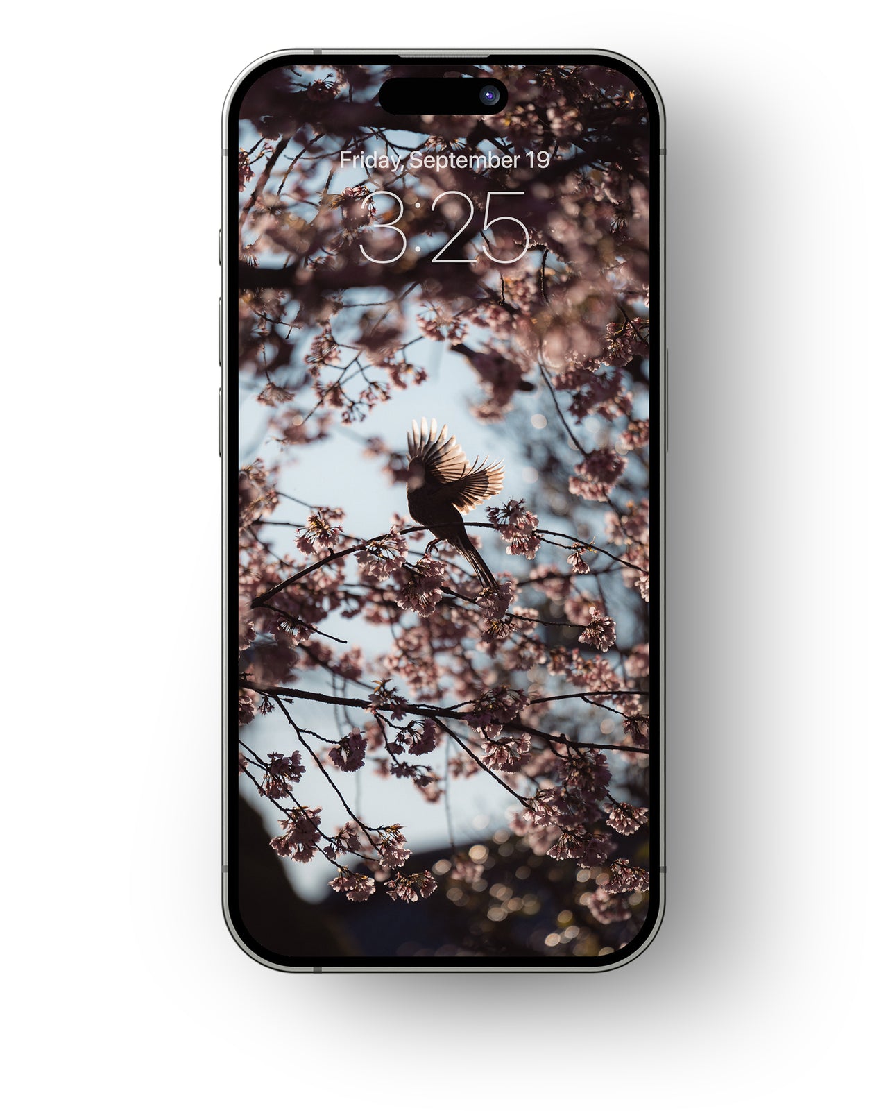 Cherry Blossoms - Mobile Wallpaper Pack - Vol 1