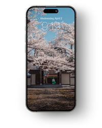 Thumbnail for Cherry Blossoms - Mobile Wallpaper Pack - Vol 2