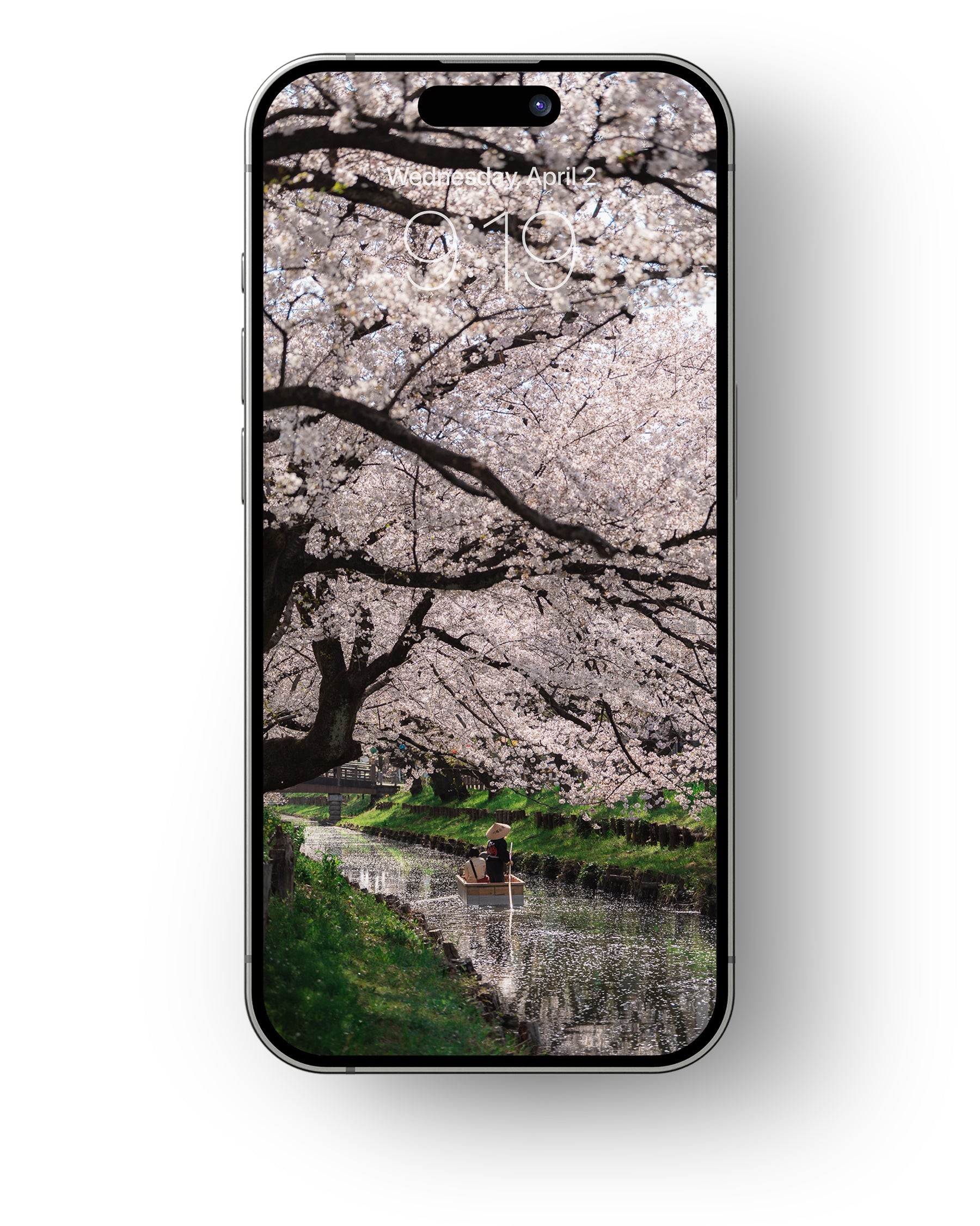 Cherry Blossoms - Mobile Wallpaper Pack - Vol 2